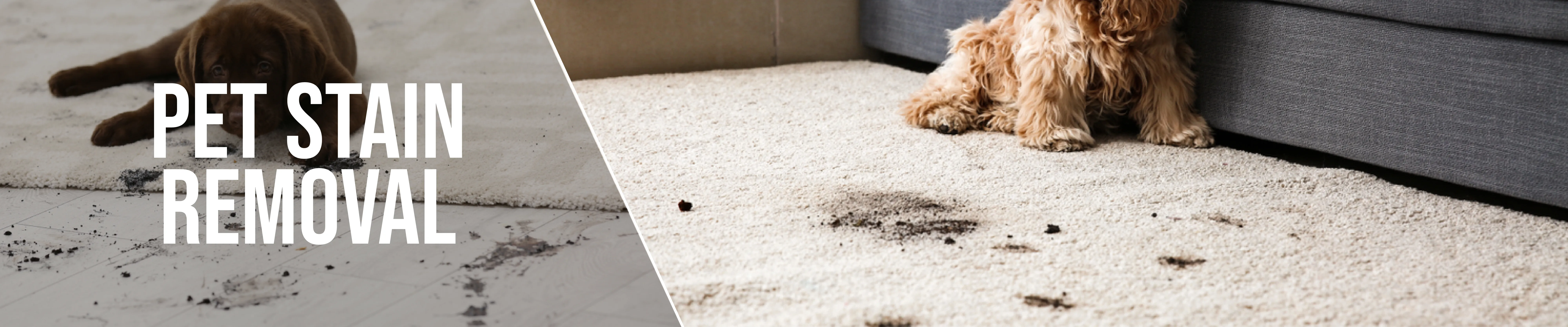 carpet cleaning in the suffolk, carpet cleaning in the suffolk, carpet cleaning the suffolk, carpet cleaners in the suffolk, carpet cleaners in the suffolk, commercial carpet cleaning, commercial carpet cleaning in the suffolk, the suffolk rug cleaners, rug cleaning services in the suffolk, same day carpet cleaning, same day rug cleaning