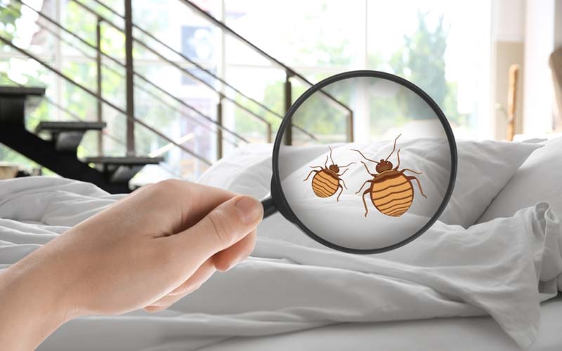 carpet cleaning in the suffolk, carpet cleaning in the suffolk, carpet cleaning the suffolk, carpet cleaners in the suffolk, carpet cleaners in the suffolk, commercial carpet cleaning, commercial carpet cleaning in the suffolk, the suffolk rug cleaners, rug cleaning services in the suffolk, same day carpet cleaning, same day rug cleaning